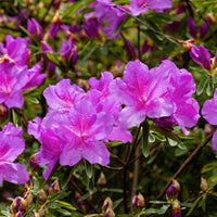 Azalea Flower seeds for Planting - Easy to Grow, Heirloom & GMO Free Seeds for Home Garden