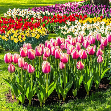 Secret Garden lily flowers blooming in vibrant colors