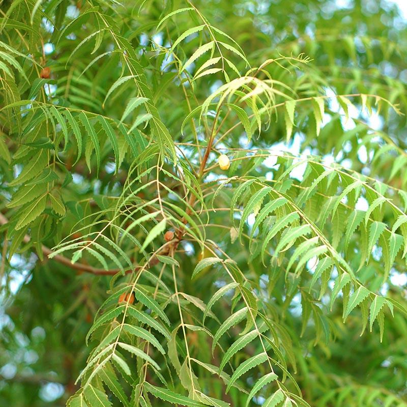 Healthy Neem tree with dense green evergreen foliage.