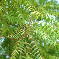 Healthy Neem tree with dense green evergreen foliage.