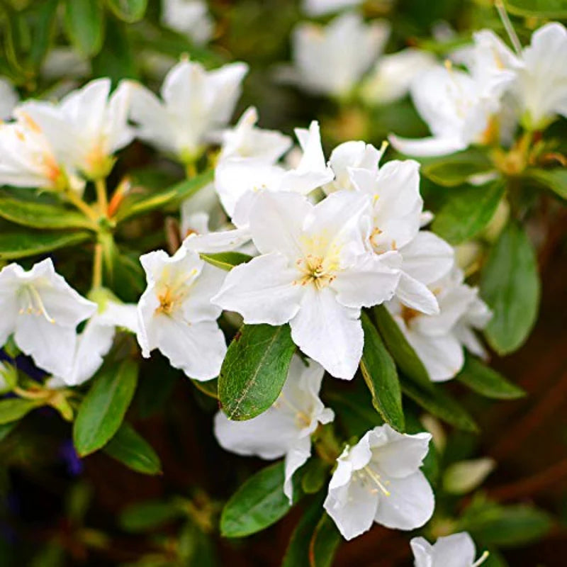 White Azalea Flower seeds for Planting Hardy Variety Heirloom & GMO Free Seeds for Home Garden
 
 Sale