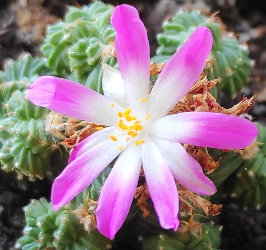 Aztekium Valdezii  Seeds for Planting