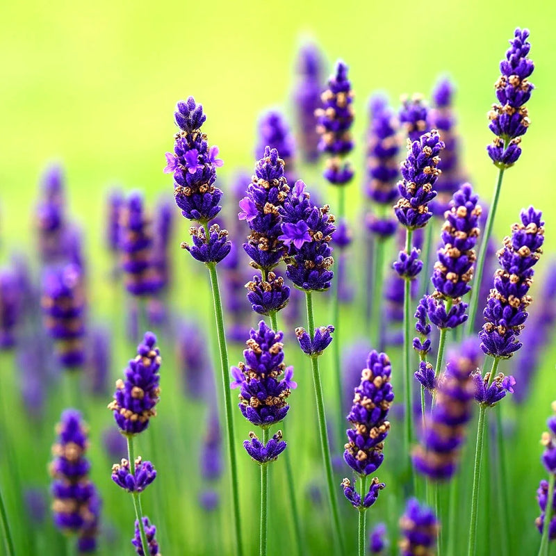 Violet Farinacea Flower seeds for Planting Shade Tolerant Heirloom & GMO Free Seeds for Home Garden
 
 Sale