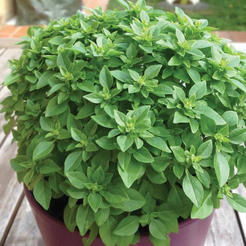 Dwarf Greek Basil Seeds Heirloom Garden Herb for Home Planting