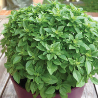 Dwarf Greek Basil Seeds Heirloom Garden Herb for Home Planting