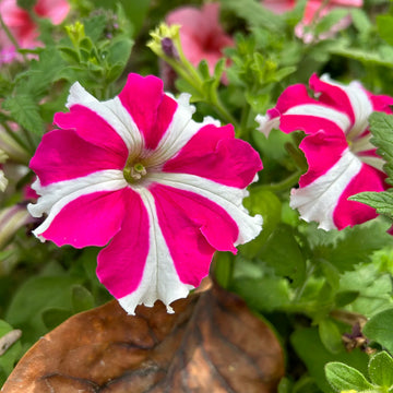 Petunia Carpet Rose Star Seeds for Spreading Rose-Star Petunias