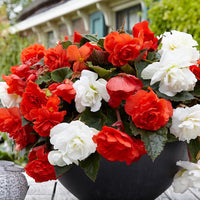 Mixed Begonia Seeds for Colorful Bonsai Flower Blooms