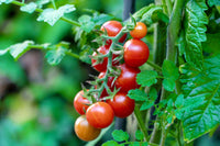 Sweetie Cherry Tomato seeds for planting in home vegetable gardens