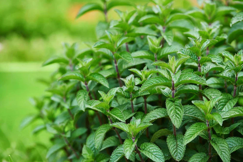 Aromatic peppermint herb plants thriving in a home garden.

