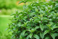 Aromatic peppermint herb plants thriving in a home garden.


