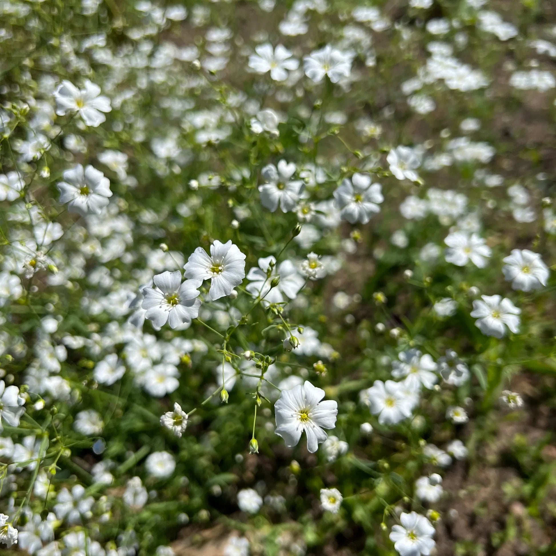 Delicate white Baby's Breath blooms in outdoor garden