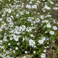 Delicate white Baby's Breath blooms in outdoor garden