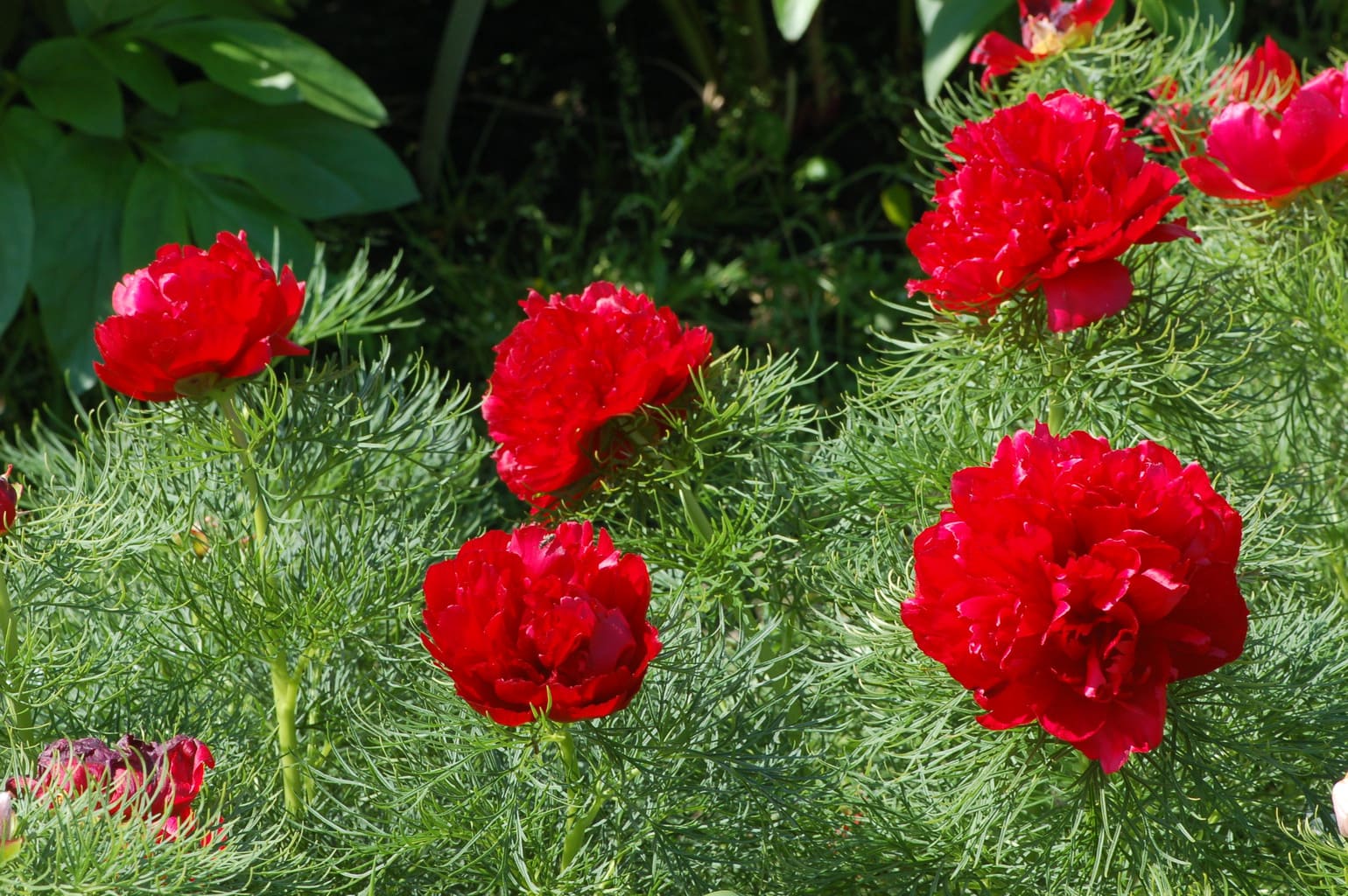 Fern Leaf Peony Paeonia spp Plant Seeds for Planting in Flower Bed