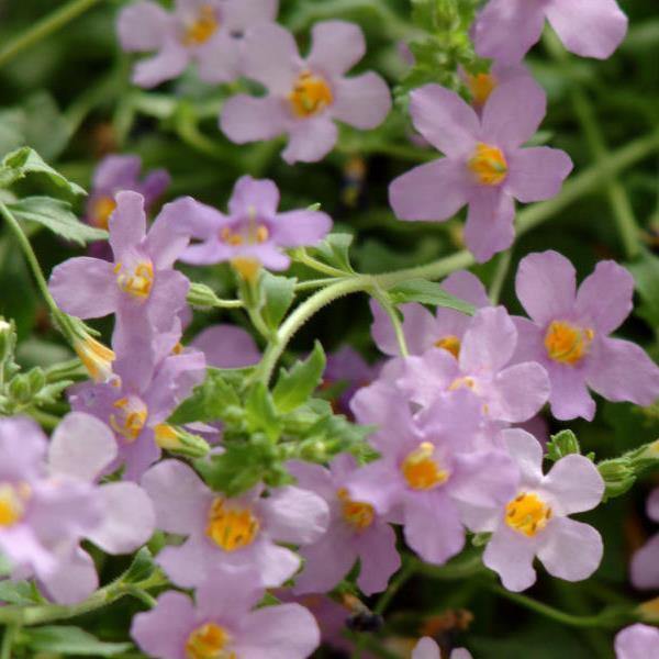 Blutopia Flower seeds for Planting Vibrant Colors Heirloom & GMO Free Seeds for Home Garden