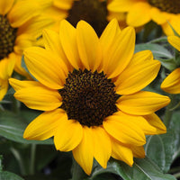 SunFlower seeds for Planting Cottage Garden Essential Heirloom & GMO Free Seeds for Home Garden