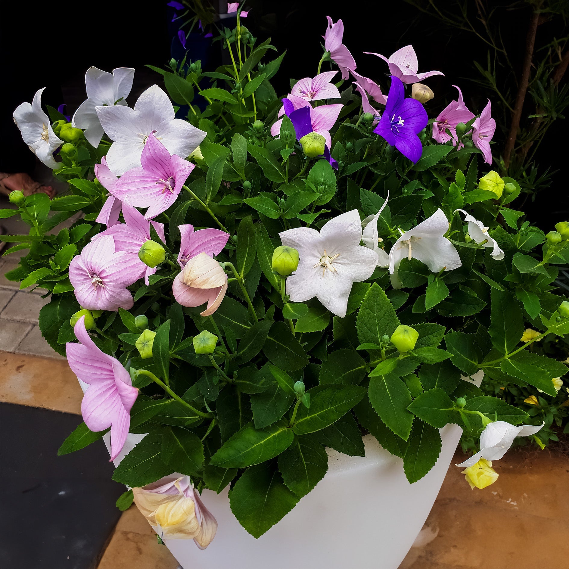 Balloon Flower Mix Seeds – Platycodon Grandiflorus Perennial Garden Flowers