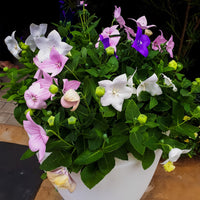 Balloon Flower Mix Seeds – Platycodon Grandiflorus Perennial Garden Flowers