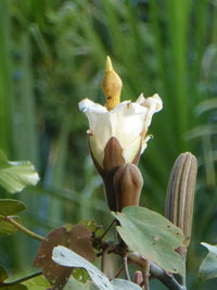 Yellow Balsa tree seeds for planting