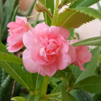 Pink Balsam Flower seeds for Planting Home Garden Favorite Heirloom & GMO Free Seeds For Home Garden 
 
 Sale