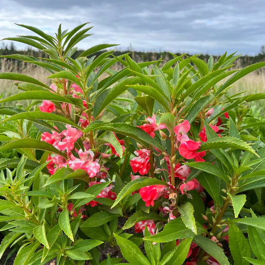 Begonia Boliviensis Flower seeds for Planting - Perfect for Borders, Heirloom & GMO Free Seeds for Home Garden