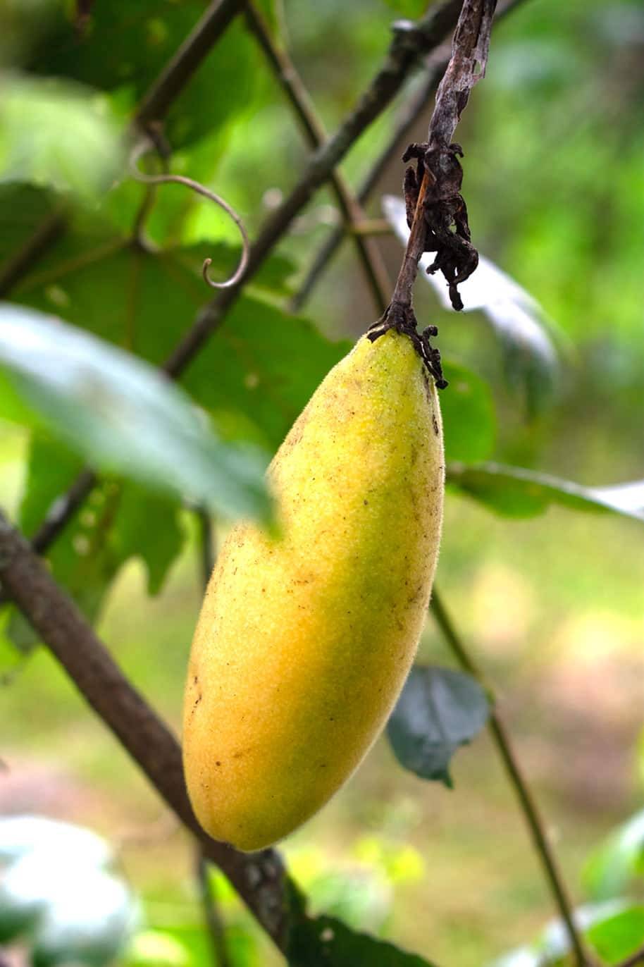 Banana Passion Fruit Seeds for Planting – Heirloom & Non-GMO Tropical Vine Seeds