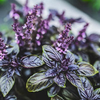 Dark Opal Basil Seeds Heirloom Garden Herb for Home Planting