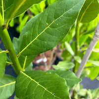 Sweet Bay Laurel plant showing lush green aromatic leaves