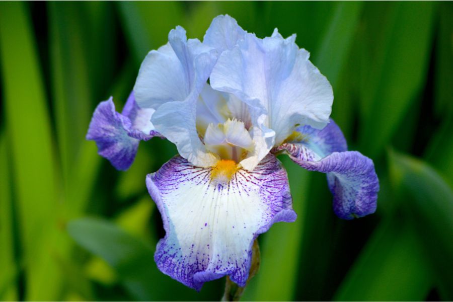 Bearded Flower seeds for Planting - Vibrant Colors, Heirloom & GMO Free Seeds for Home Garden