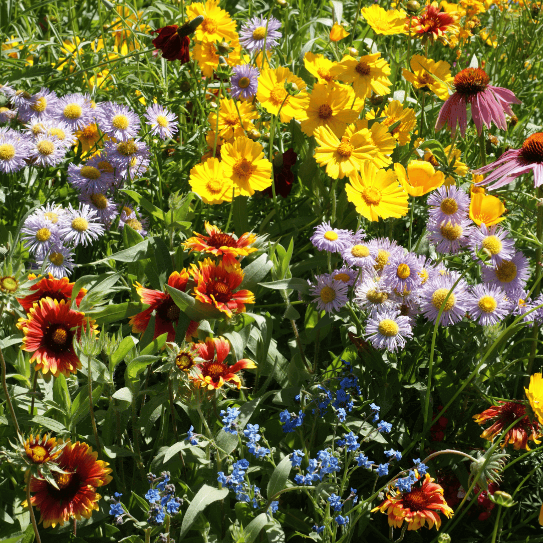 Mixed Oenothera Flower seeds for Planting - Wildflower Mix, Heirloom & GMO Free Seeds for Home Garden
 
 Sale for planting in home garden.