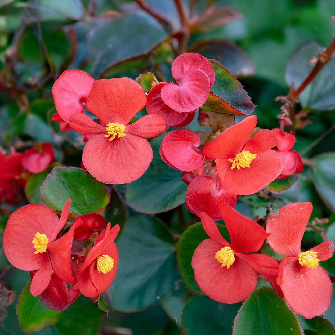Begonia Flower seeds for Planting - Wildflower Mix, Heirloom & GMO Free Seeds for Home Garden