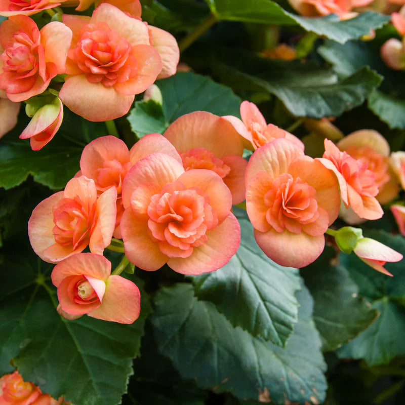 Orange Begonia Flower Seeds for Planting  Vibrant Begonia Seeds
