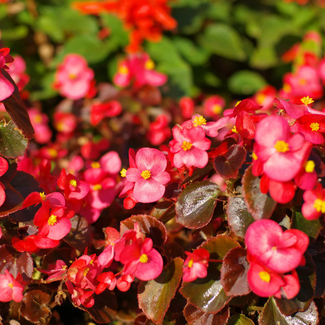 Begonia Flower seeds for Planting - Wildflower Mix, Heirloom & GMO Free Seeds for Home Garden