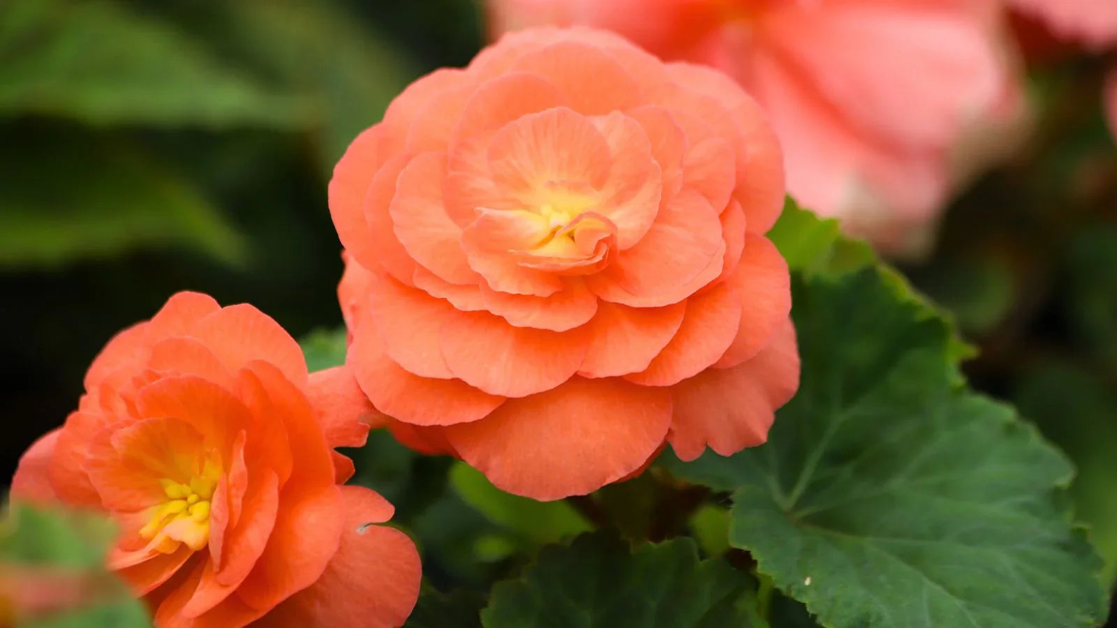 Colorful Weeping Begonia ornamental flowers in an outdoor garden