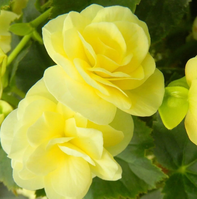 Plant Light Yellow Begonia Flower Seeds Perfect for Your Garden