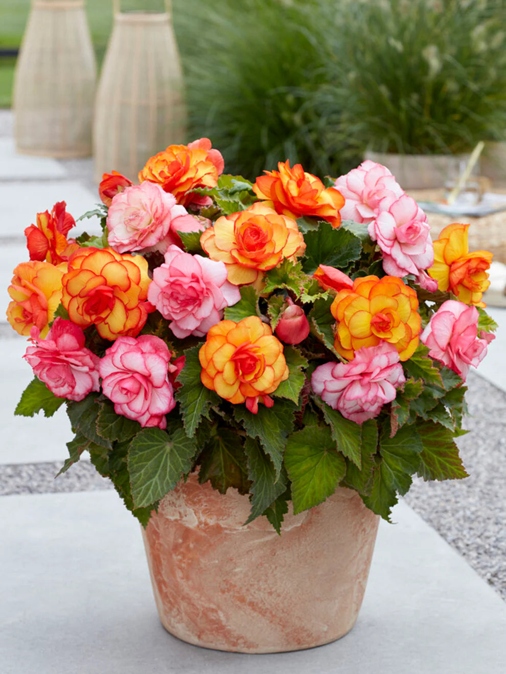 Mixed Begonia Seeds for Colorful Bonsai Flower Blooms