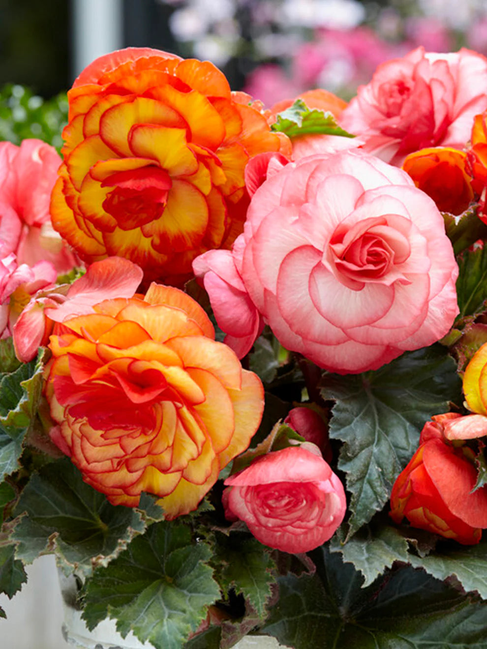 Begonia Seeds for Planting flower bed home garden