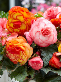 Mixed Begonia Seeds for Colorful Bonsai Flower Blooms