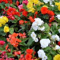 Mixed Begonia Flower seeds for Planting - Drought Tolerant, Heirloom & GMO Free Seeds for Home Garden