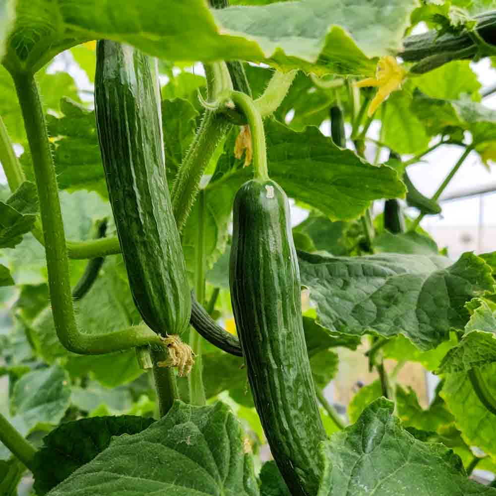 Heirloom non-GMO Persian cucumber seeds suitable for raised beds and containers.