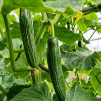 Heirloom non-GMO Persian cucumber seeds suitable for raised beds and containers.