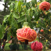 Maple Flower seeds for Planting, Fragrant Blossoms Heirloom & GMO Free Seeds for Home Garden