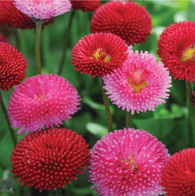 Red Perennis Flower seeds for Planting - Low Maintenance, Heirloom & GMO Free Seeds for Home Garden