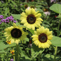 Sunflower Lemon Queen Seeds for Bright Yellow Blooms
