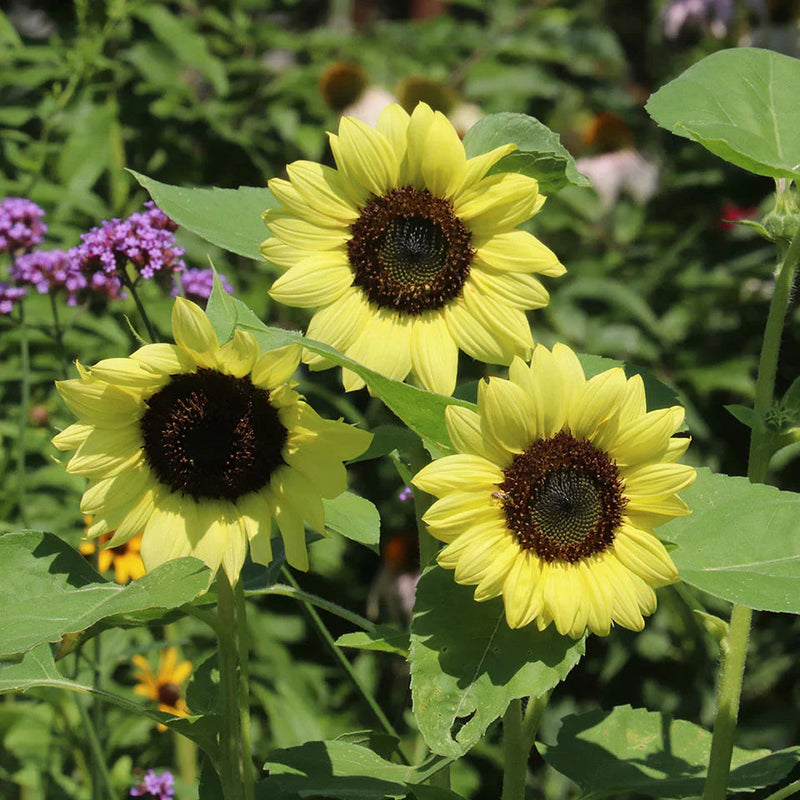 Light Yellow SunFlower seeds for Planting Sun Loving Heirloom & GMO Free Seeds for Home Garden 
 
 Sale seeds for home garden planting
