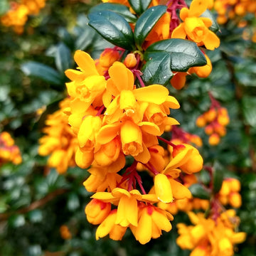 Yellow Darwinii Flower seeds for Planting - Wildflower Mix, Heirloom & GMO Free Seeds for Home Garden