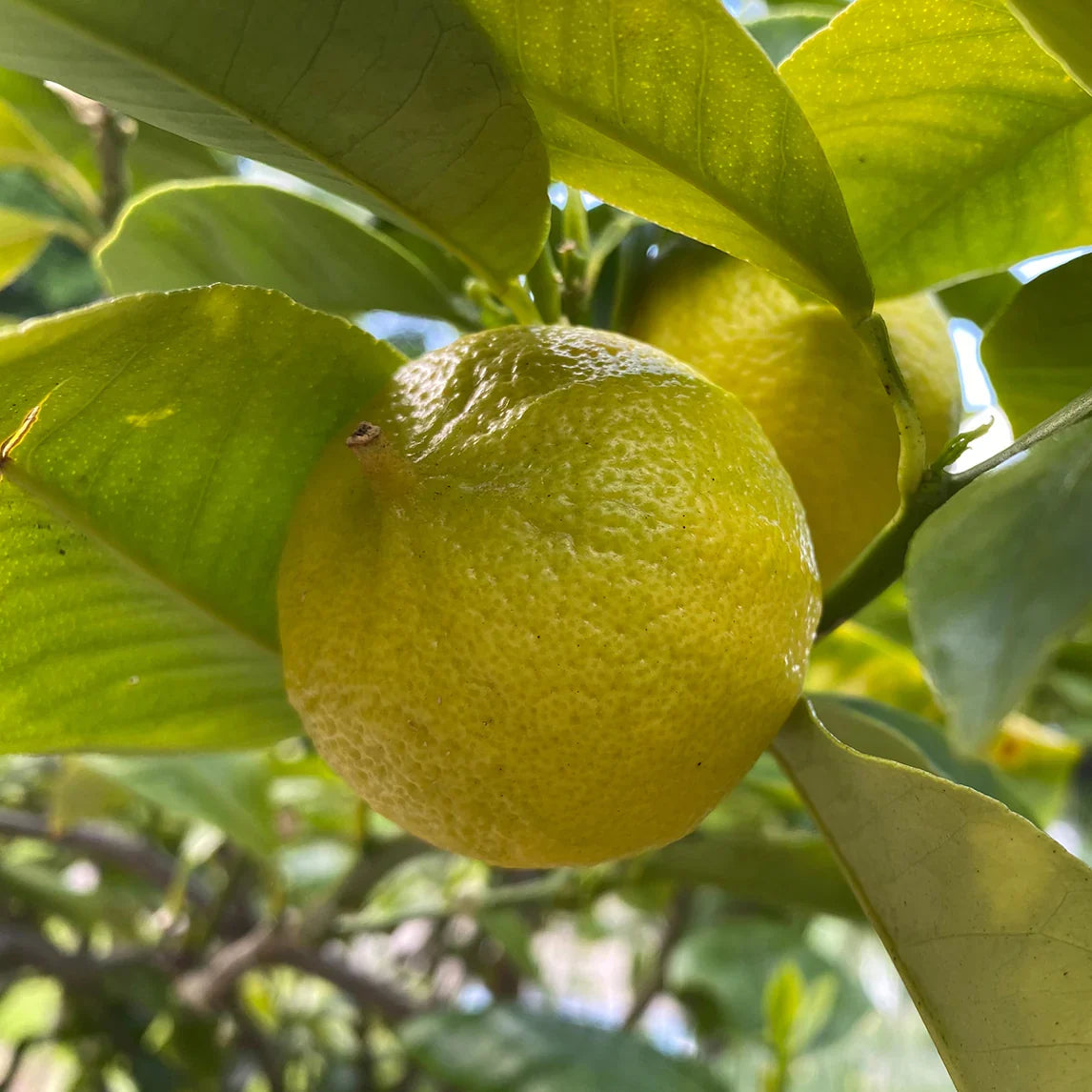 Fragrant Bergamot Orange tree with lush foliage in a sunny garden.
