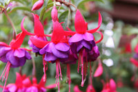 Fuchsia Fuchsia spp Flower Seeds for Planting in Flower Bed