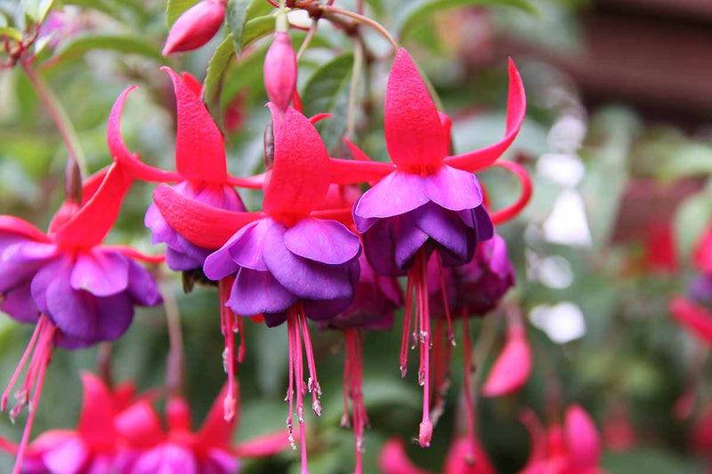 Fuchsia Fuchsia spp Flower Seeds for Planting in Flower Bed