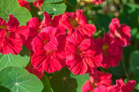 Scarlet Red Nasturtium Re-seeding Annual Flower Seeds for Bright Red Blooms in Your Garden