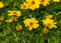 Bidens Ferulifolia Flower seeds for Planting Colorful Display Heirloom & GMO Free Seeds for Home Garden